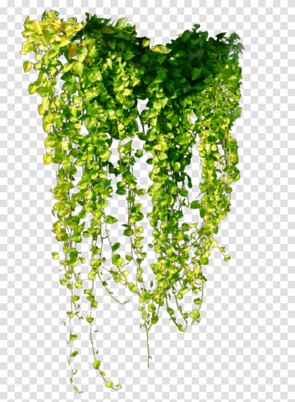 Ftestickers Greenery Ivy Hanging Green Ivy Vine, Plant, Pineapple, Fruit Transparent Png