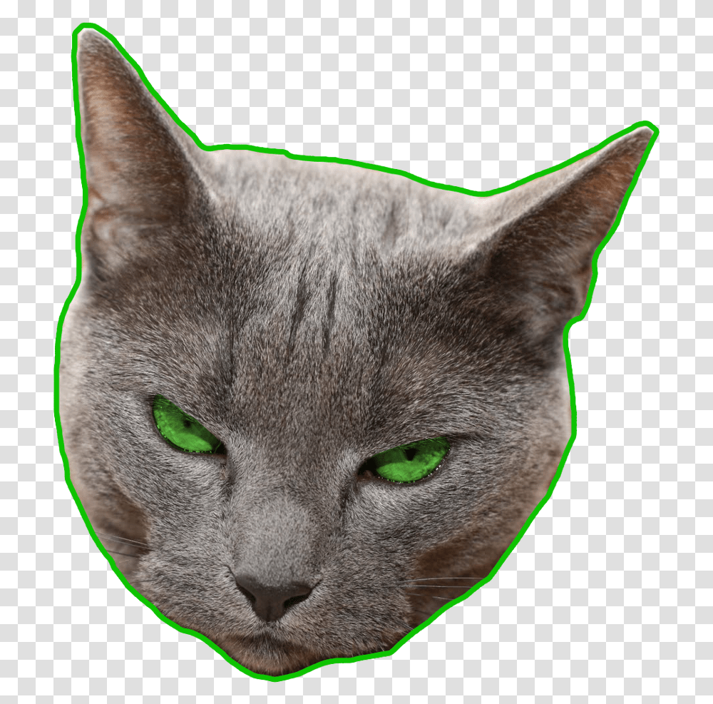 Ftestickers Greeneyes Green Angry Domestic Short Haired Cat, Pet, Mammal, Animal, Abyssinian Transparent Png