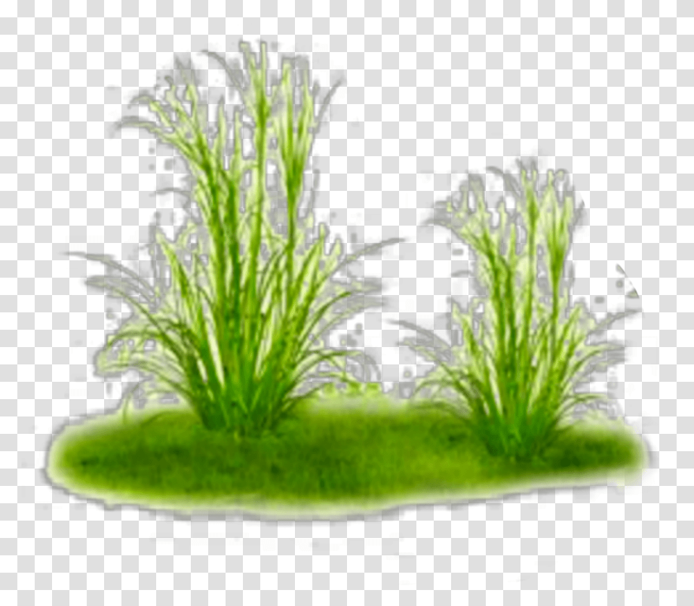 Ftestickers Nature Landscape Grass Groundcover Freshwater Aquarium, Moss, Plant, Sea Life, Animal Transparent Png
