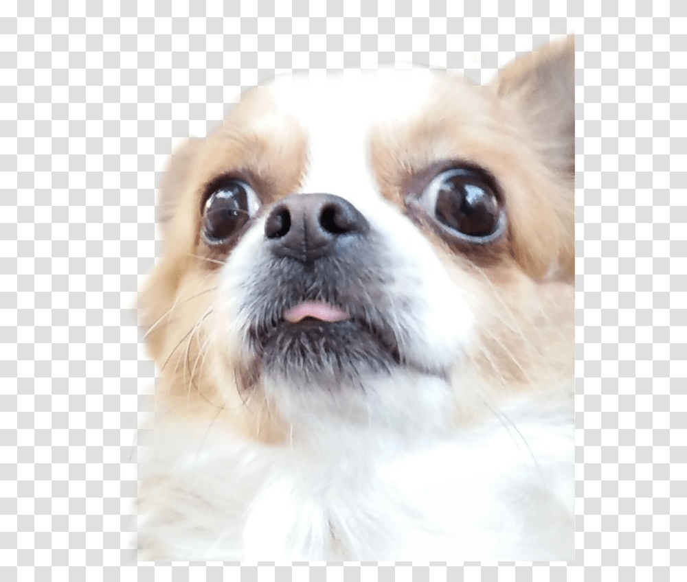Ftestickers Pet Funny Dogfreetoedit Companion Dog, Canine, Animal, Mammal, Puppy Transparent Png