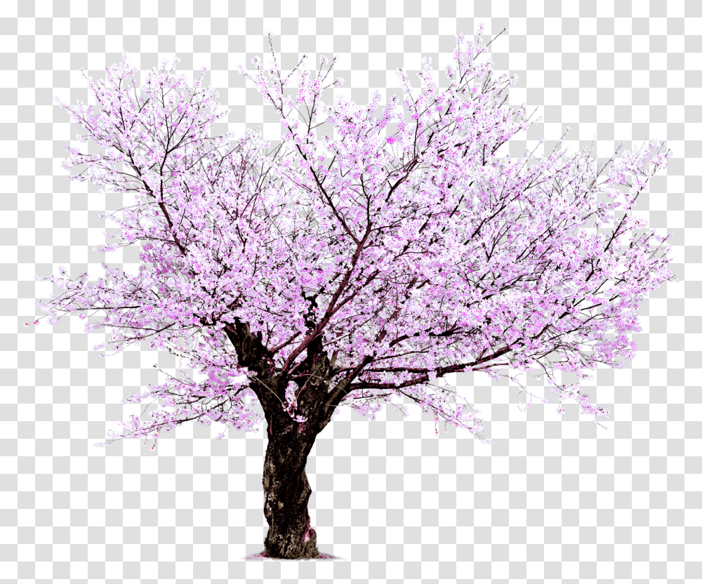 Ftestickers Sakura Tree Freetoedit, Plant, Cherry Blossom, Flower, Jar Transparent Png