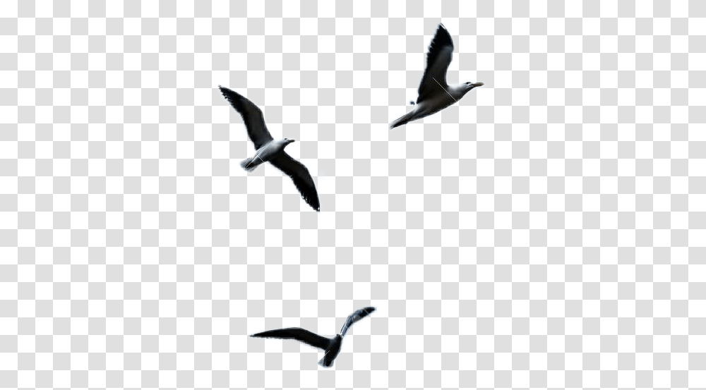 Ftestickers Seagull Flying Gaviotas En Cielo, Bird, Animal, Albatross, Kite Bird Transparent Png