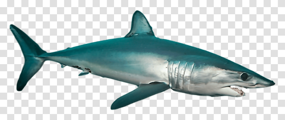 Ftestickers Shark Sea Ocean Fish, Sea Life, Animal, Great White Shark Transparent Png