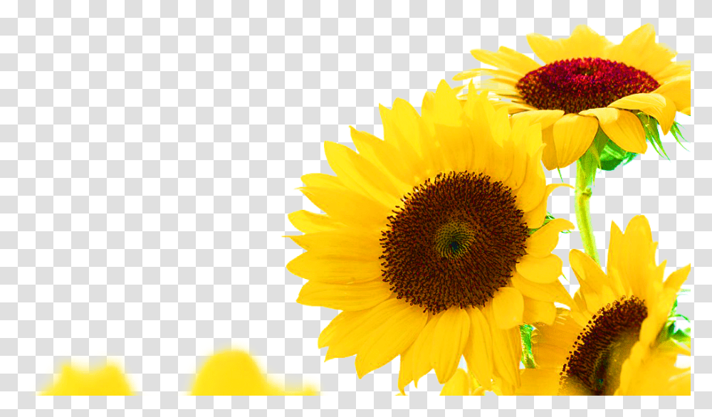 Free Free 335 Border Clipart Sunflower Png SVG PNG EPS DXF File