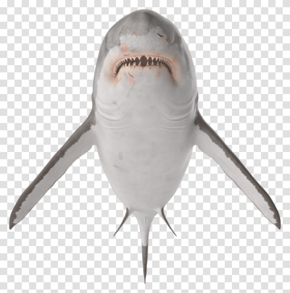 Ftestickers Tiburon Shark Stickers Freetoedit Great White Shark, Bird, Animal, Sea Life, Fish Transparent Png