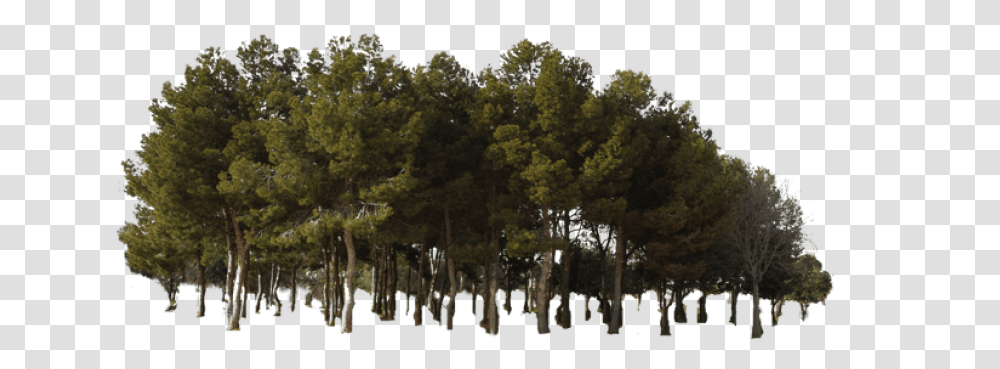 Ftestickers Tree Forest, Vegetation, Plant, Woodland, Outdoors Transparent Png