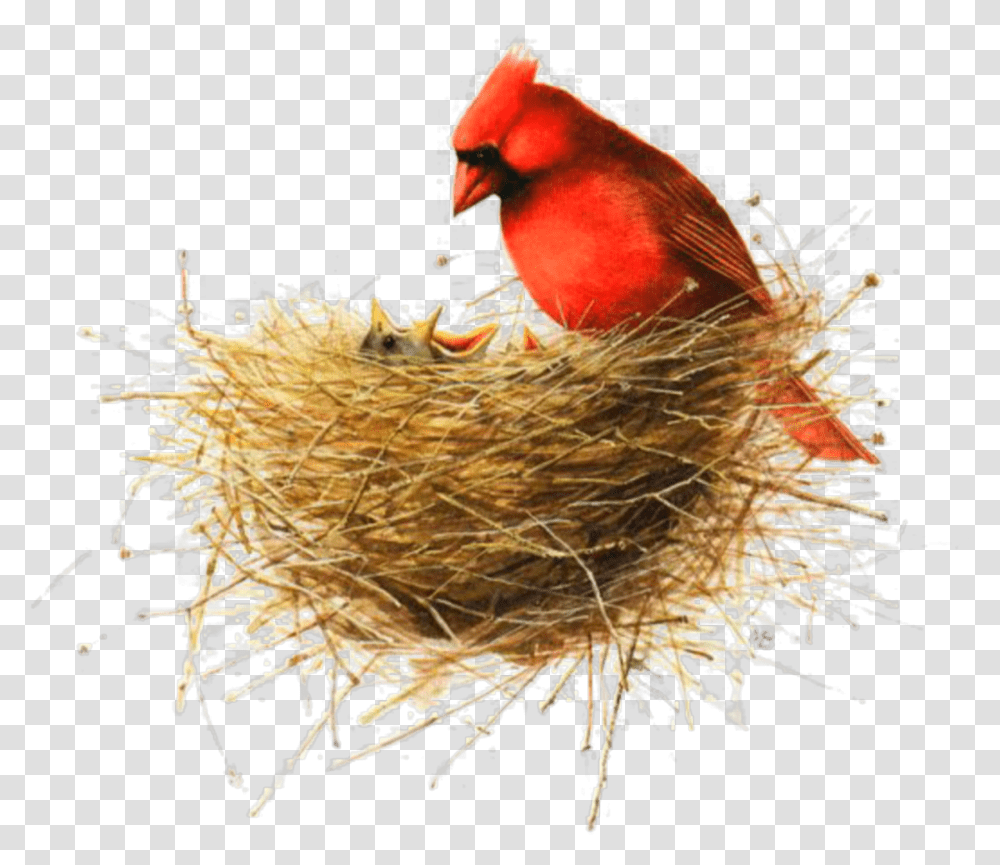 Ftestickers Watercolor Bird Nest Birdnest Redbird Marjolein Bastin Mothers Day Transparent Png