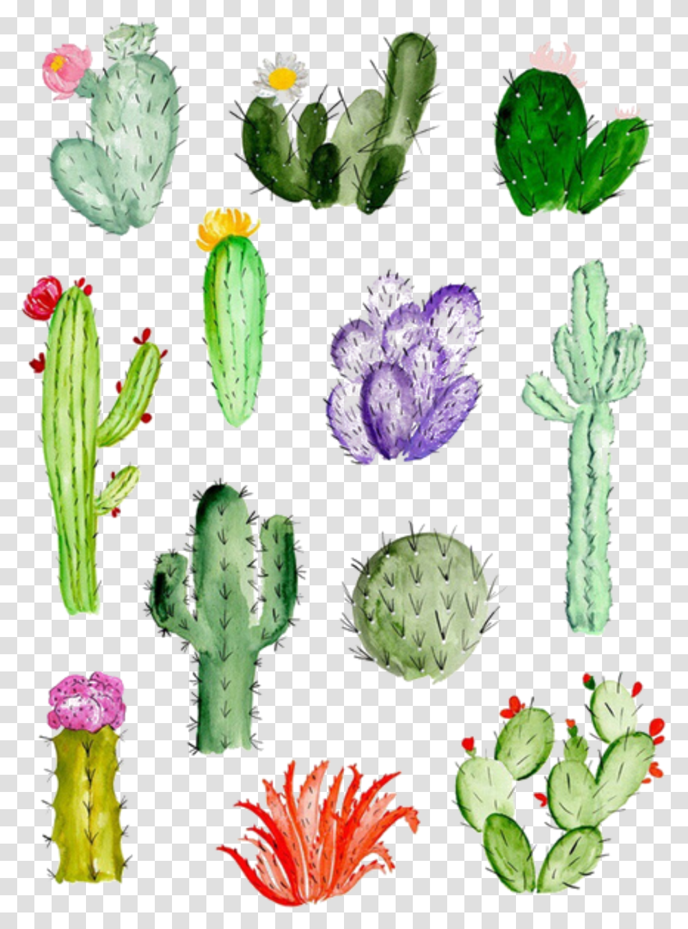 Ftestickers Watercolor Cactus Cacti Easy Watercolor Paintings Cactus, Plant, Artichoke, Produce, Vegetable Transparent Png