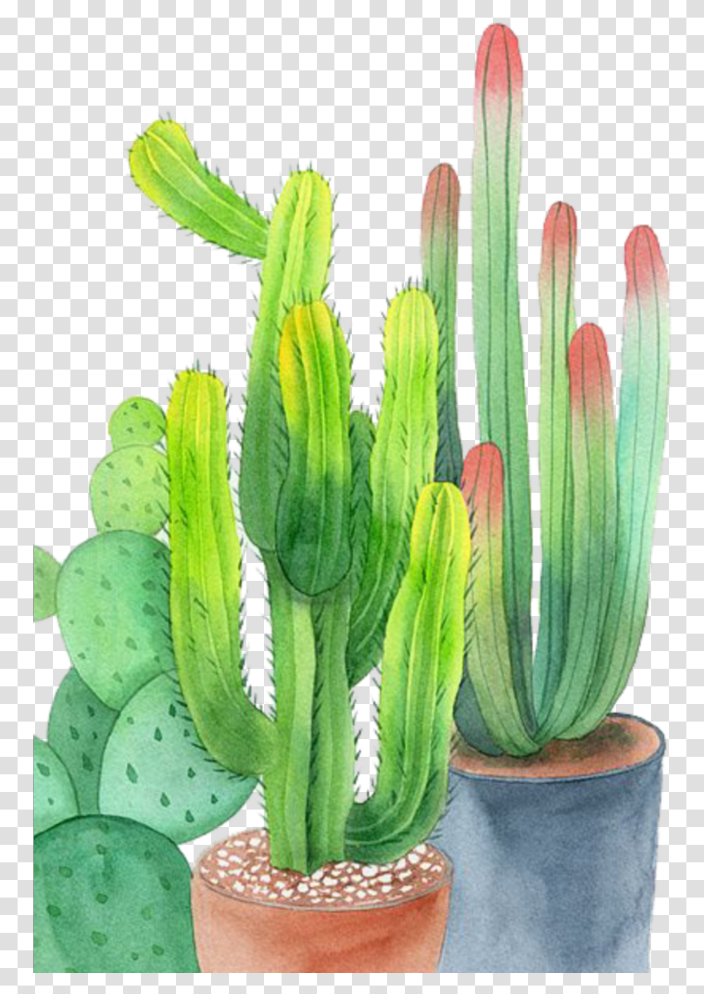 Ftestickers Watercolor Cactus Cacti Potted, Plant, Flower, Blossom Transparent Png