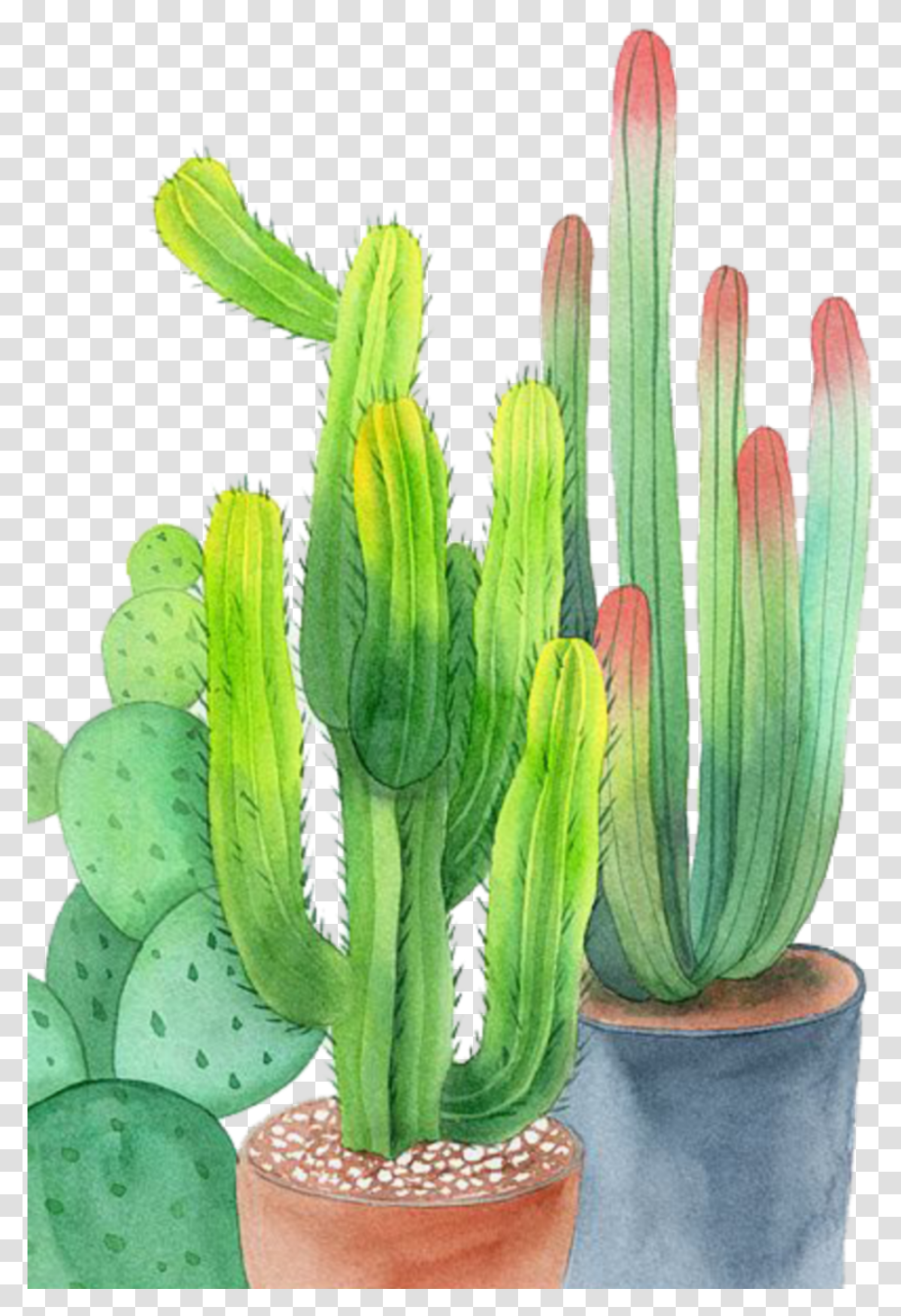 Ftestickers Watercolor Cactus Cacti Potted Watercolor Cactus Cactus Transparent Png