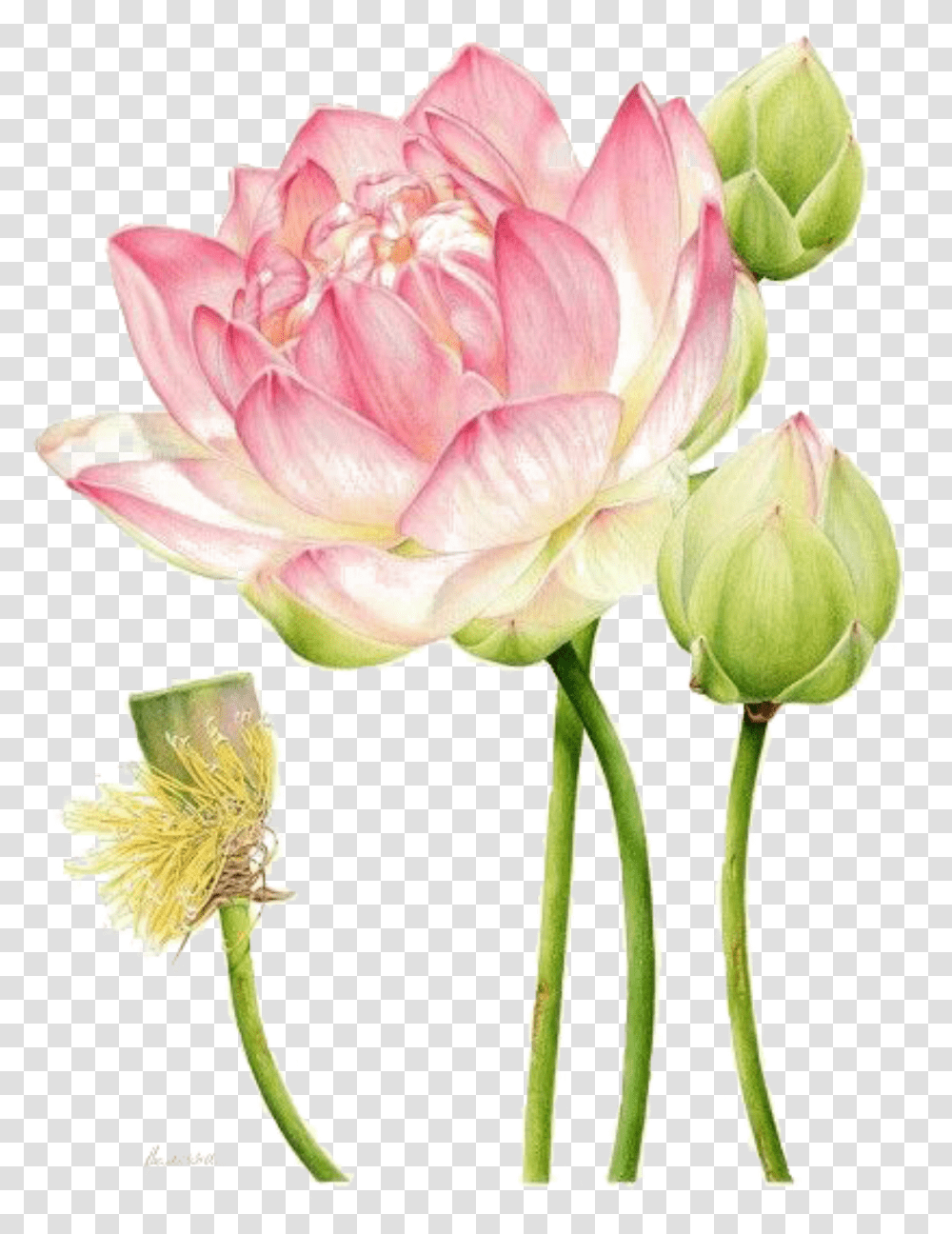 Ftestickers Watercolor Flower Lotus Botanical Illustration Lotus, Dahlia, Plant, Blossom, Rose Transparent Png