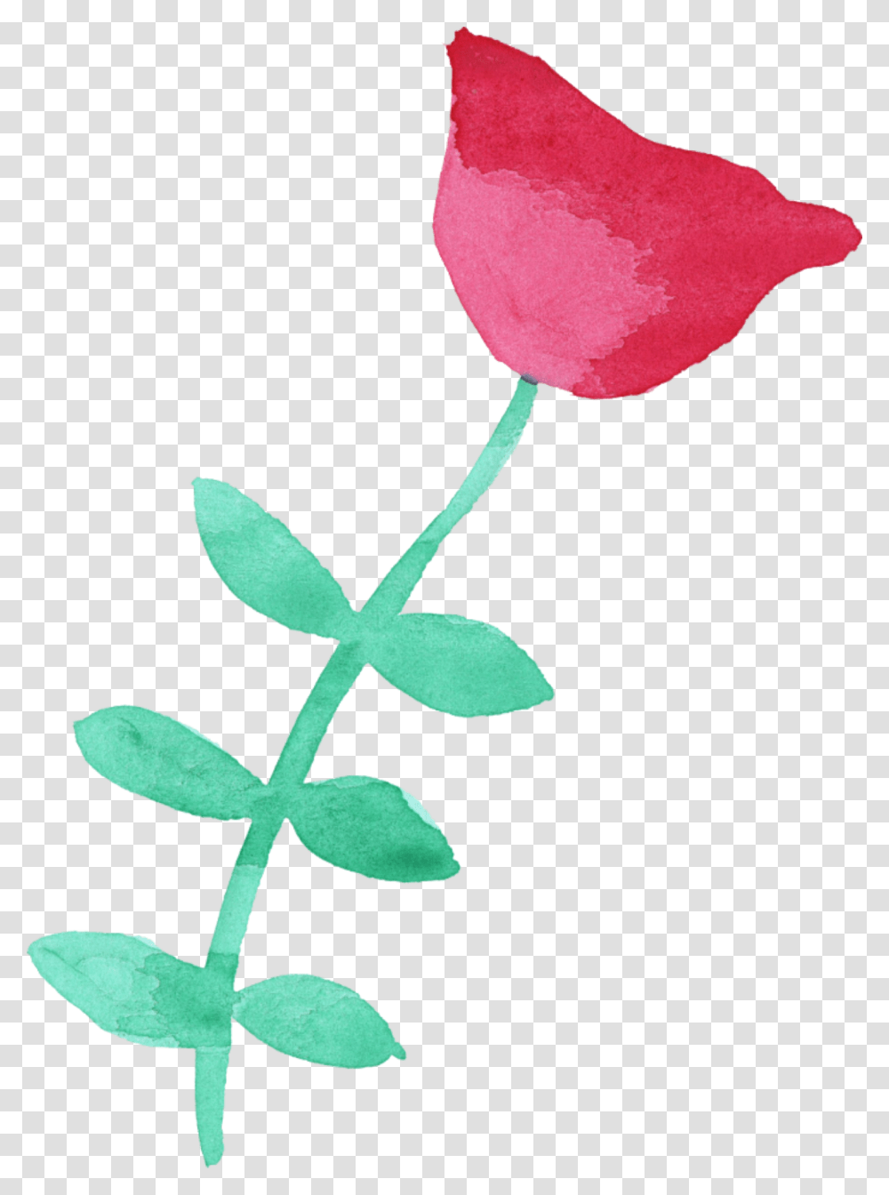 Ftestickers Watercolor Flower Tulip Red, Plant, Petal, Blossom, Rose Transparent Png