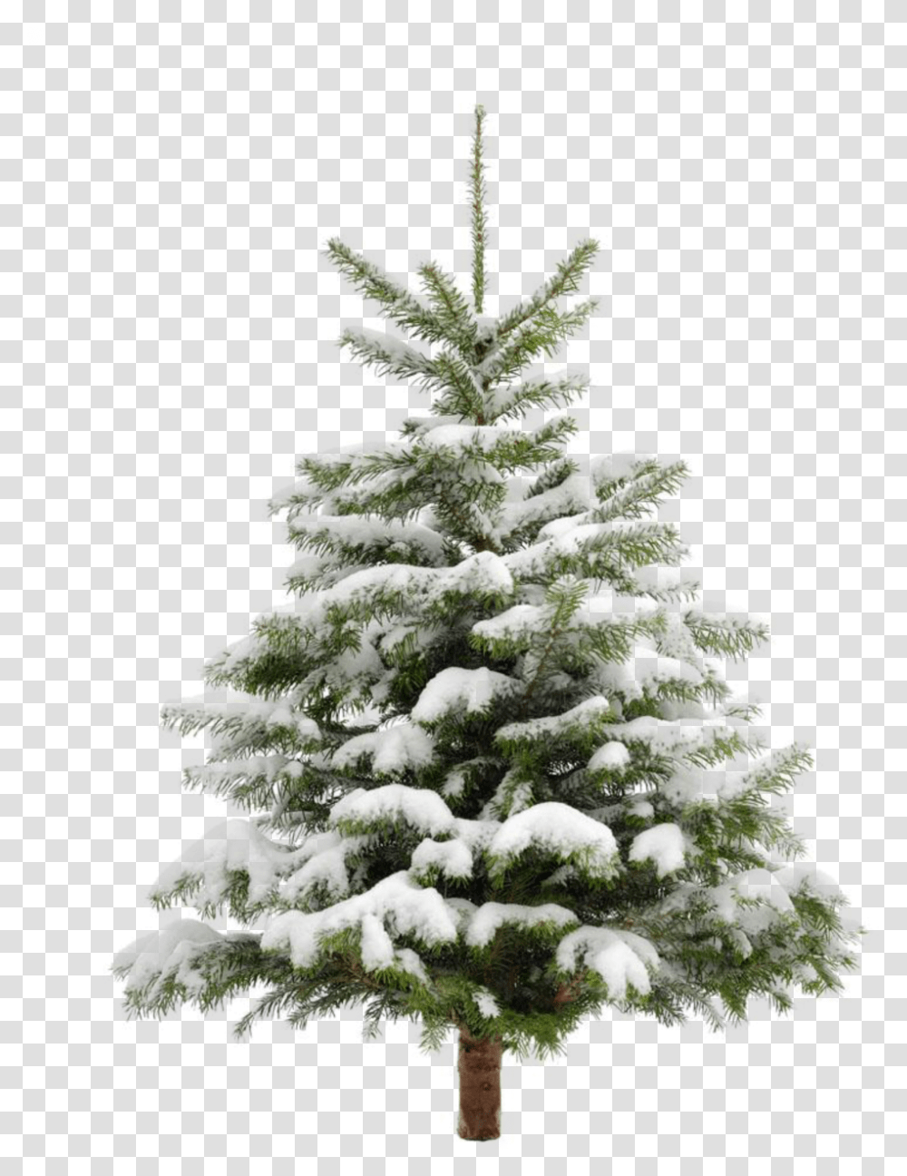 Ftestickers Winter Snow Landscape Tree Pine Pine Tree With Snow, Plant, Christmas Tree, Ornament, Fir Transparent Png