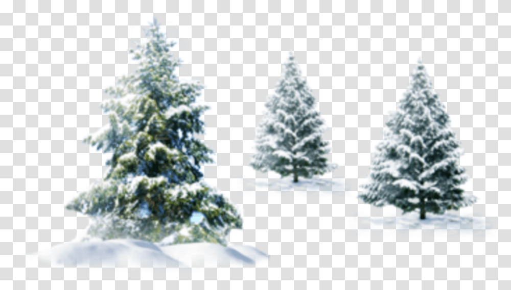 Ftestickers Winter Snow Landscape Trees Pine Background Christmas Snow, Plant, Ornament, Christmas Tree, Bird Transparent Png
