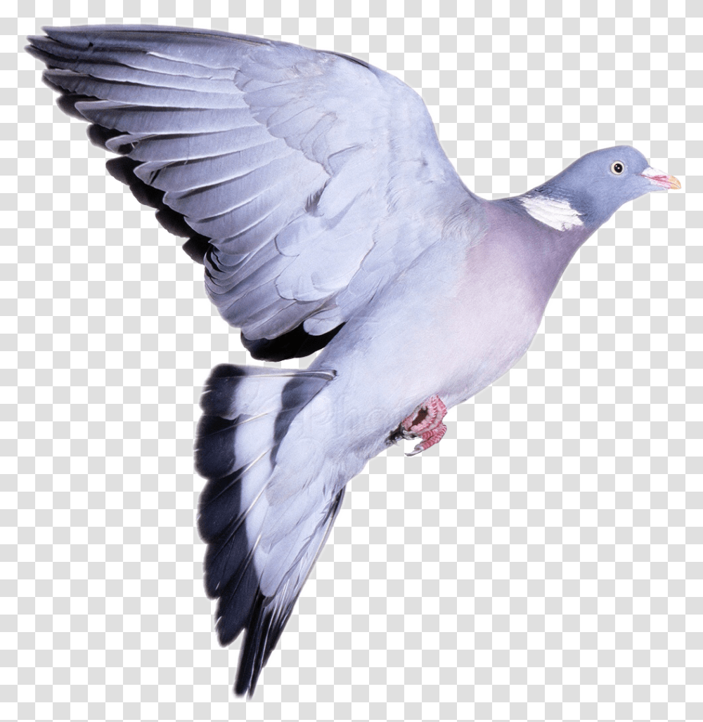 Ftstickers Pigeon Birdflyfreetoedit Wood Pigeon White Background, Animal Transparent Png