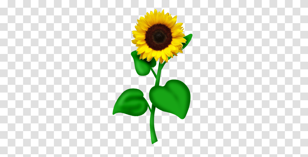 Ftu Sunflower Clip Art Clip Art, Plant, Blossom, Daisy, Daisies Transparent Png