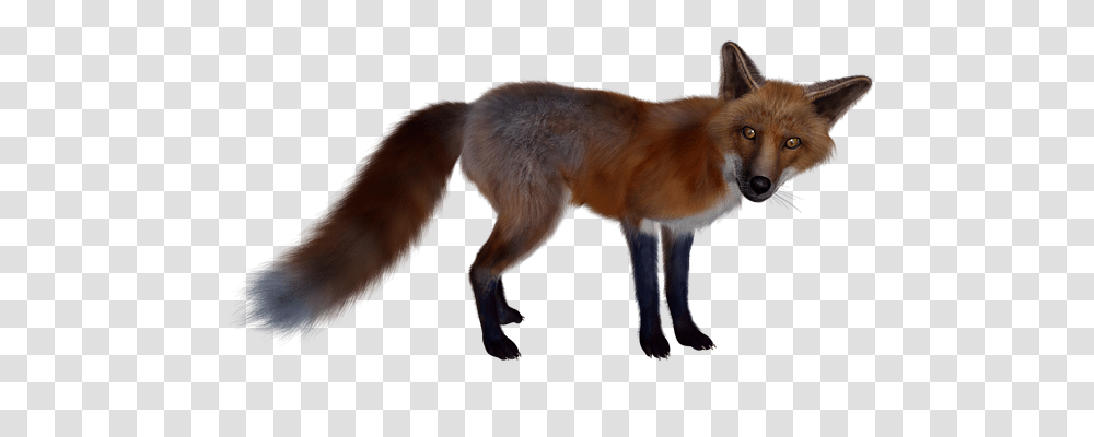 Fuchs Nature, Dog, Pet, Canine Transparent Png
