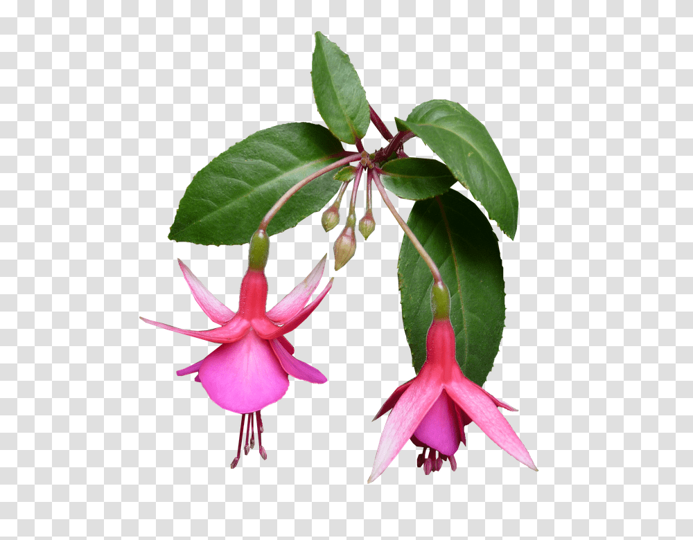 Fuchsia 960, Flower, Plant, Blossom, Acanthaceae Transparent Png