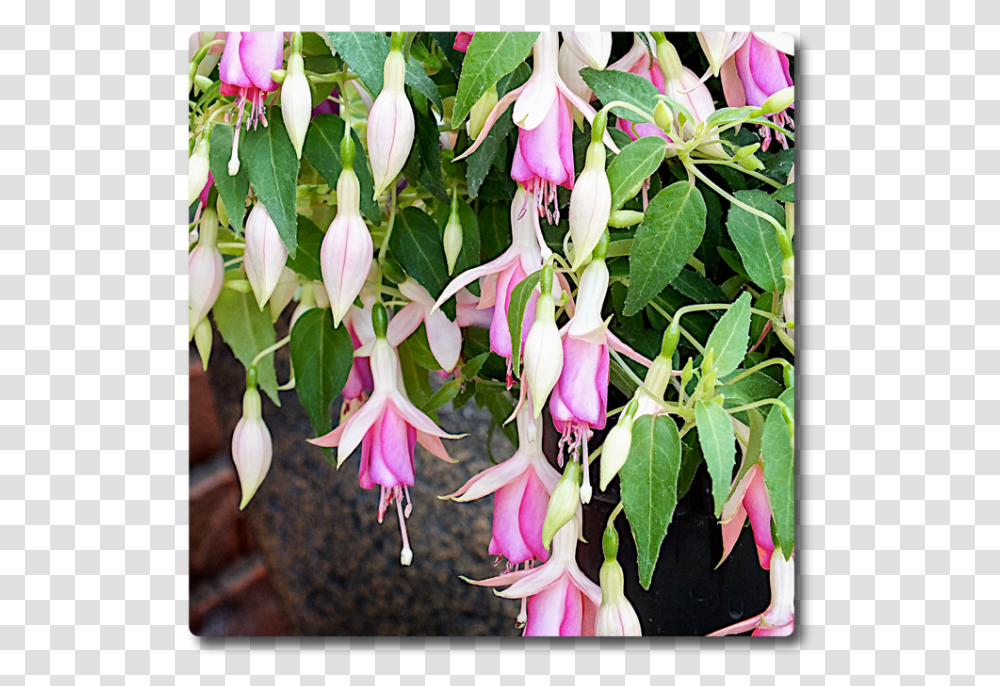 Fuchsia Fairy Lights, Plant, Flower, Blossom, Acanthaceae Transparent Png