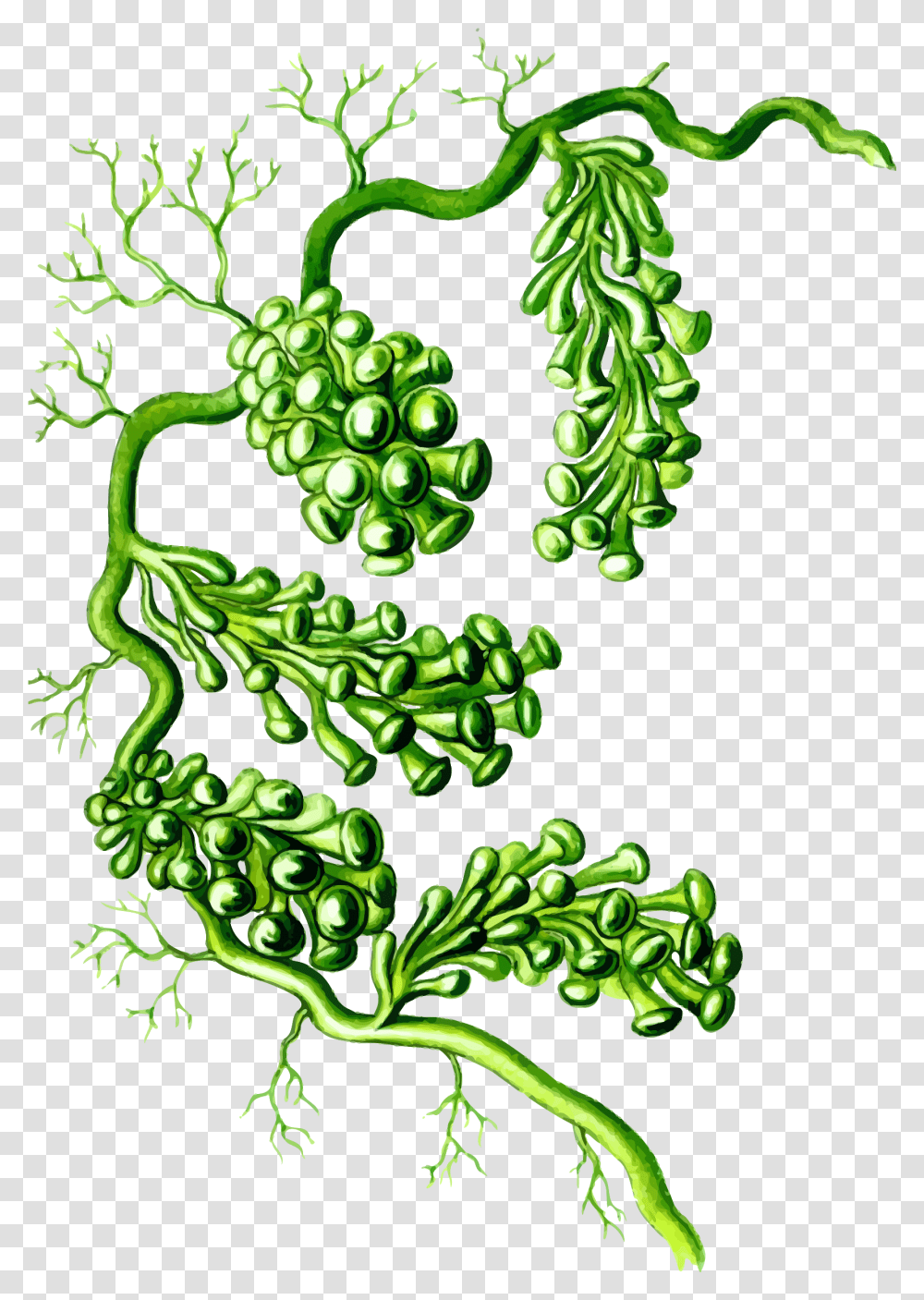 Full Backgrounds Grapes V29 Photo, Green, Ornament, Pattern, Accessories Transparent Png