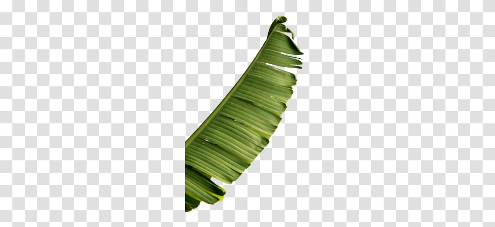 Full Banana Leaf, Green, Plant, Comb Transparent Png