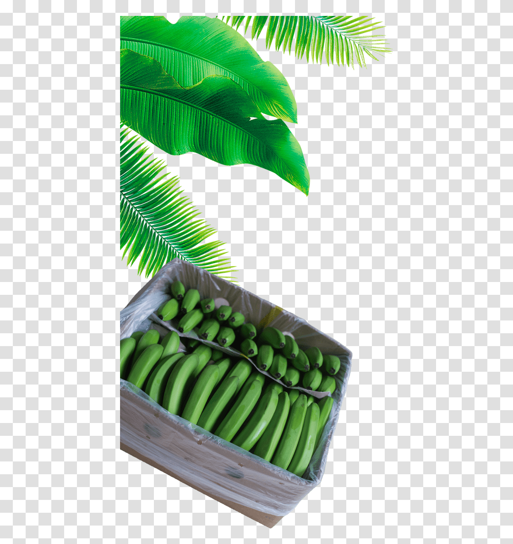 Full Banana Leaf, Plant, Fruit, Food, Green Transparent Png