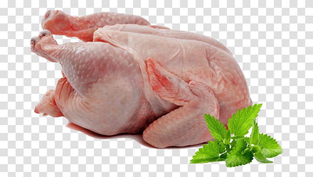 Full Bird 45 Days Chicken Meat, Potted Plant, Vase, Jar, Pottery Transparent Png
