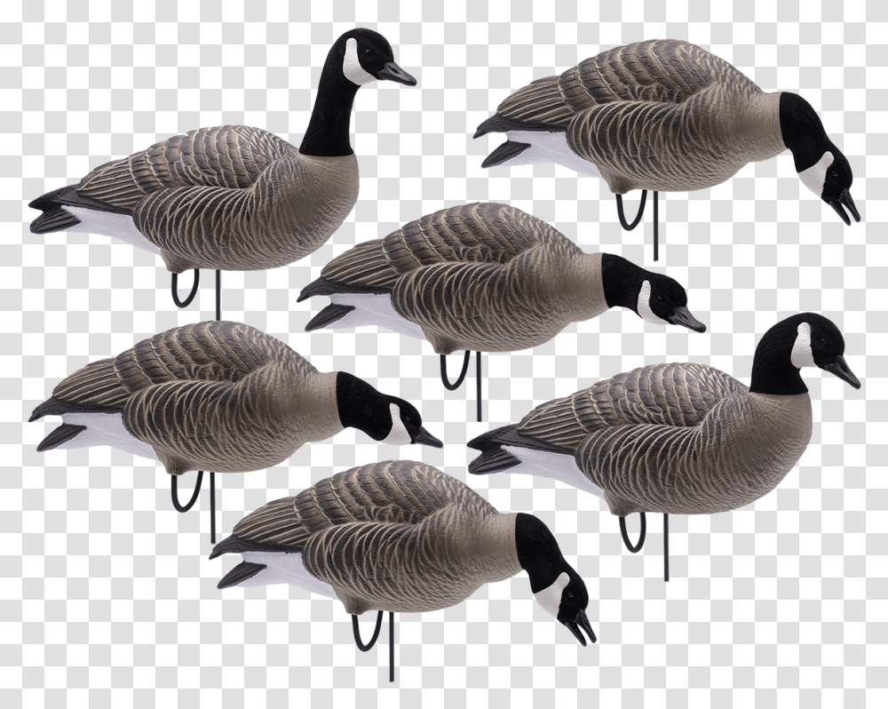 Full Body Lessers With Flocked HeadsClass Final Approach Goose Decoys, Bird, Animal Transparent Png