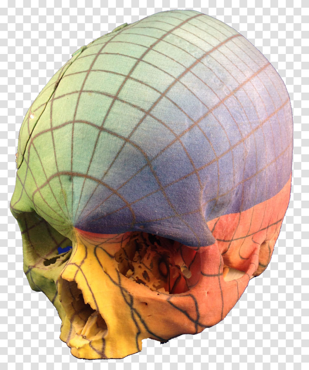 Full Color 3d Print Skull Skull Transparent Png
