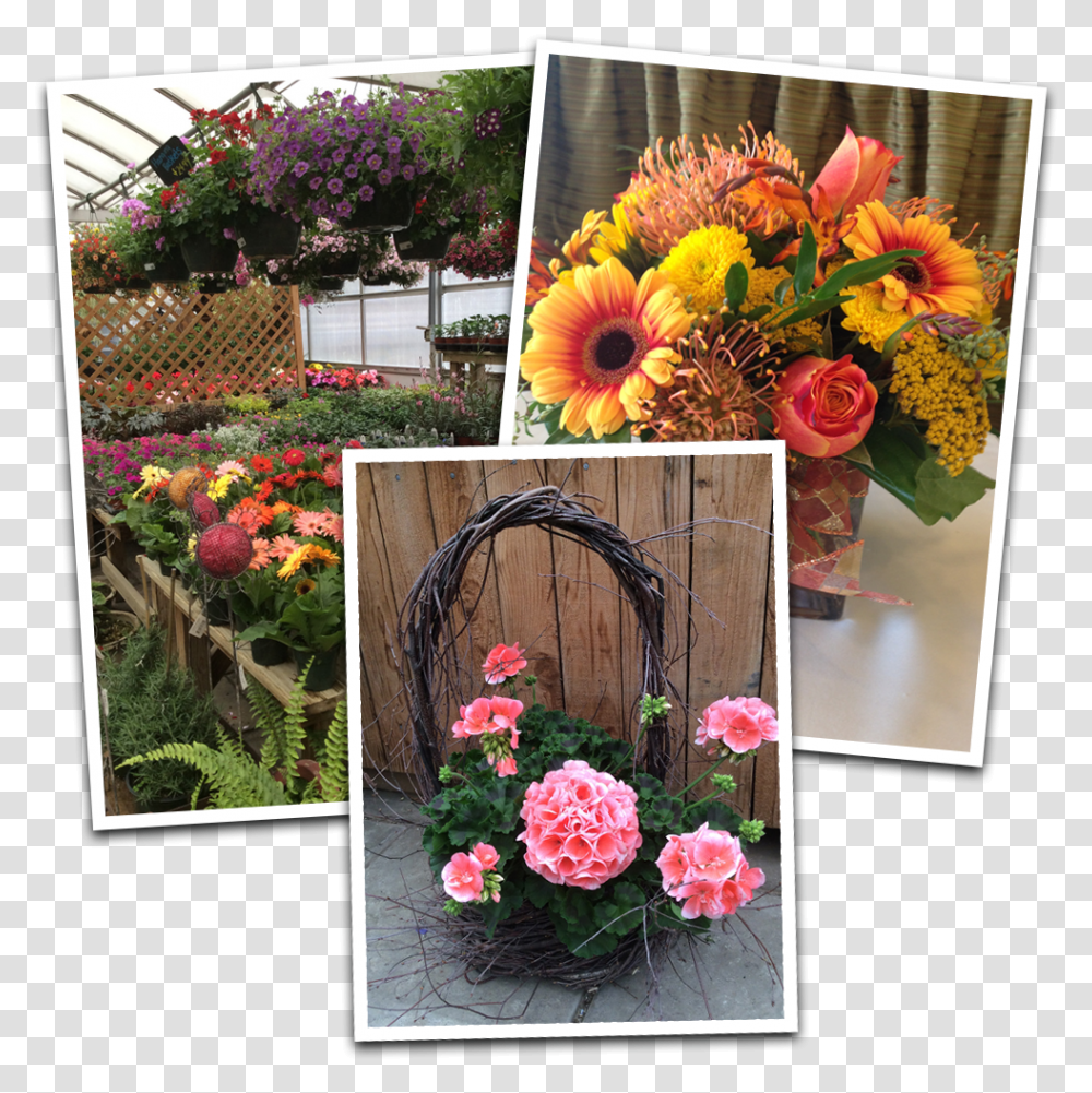 Full Flower, Plant, Flower Bouquet, Flower Arrangement, Outdoors Transparent Png