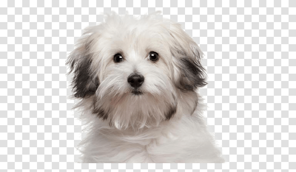 Full Grown Bolognese Dog, Puppy, Pet, Canine, Animal Transparent Png