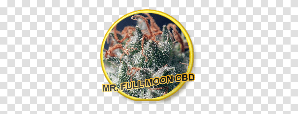 Full Moon Cbd Label, Outdoors, Nature, Ice, Snow Transparent Png