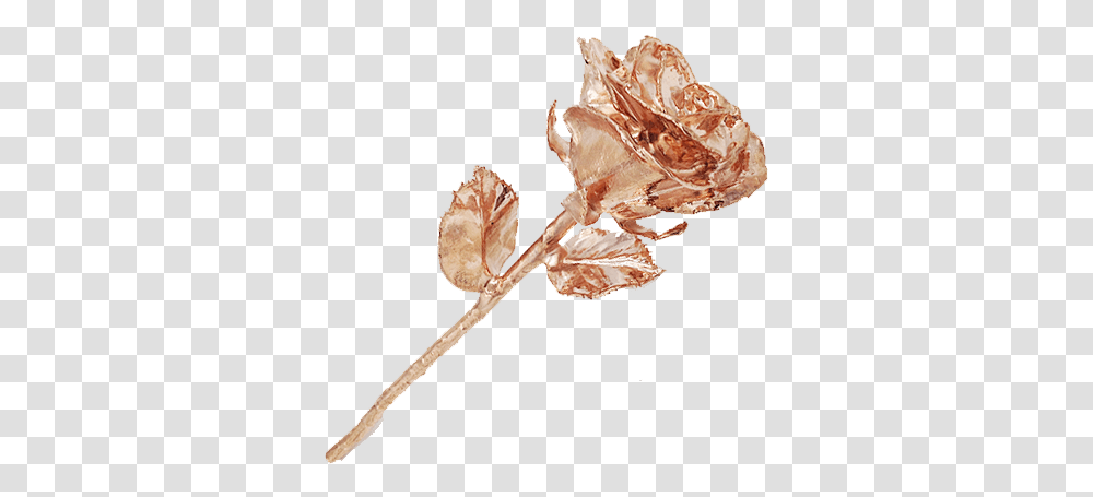 Full Rose Gold Plated Rose, Plant, Flower, Leaf, Petal Transparent Png