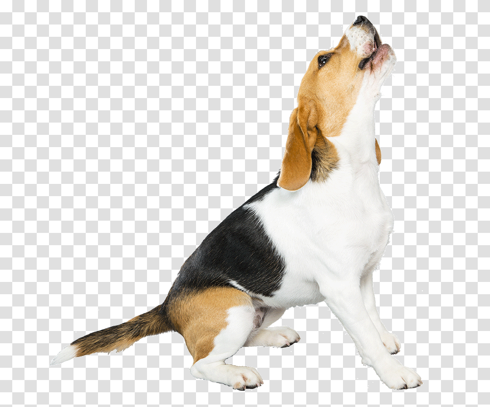 Full Size Image Beagle, Hound, Dog, Pet, Canine Transparent Png