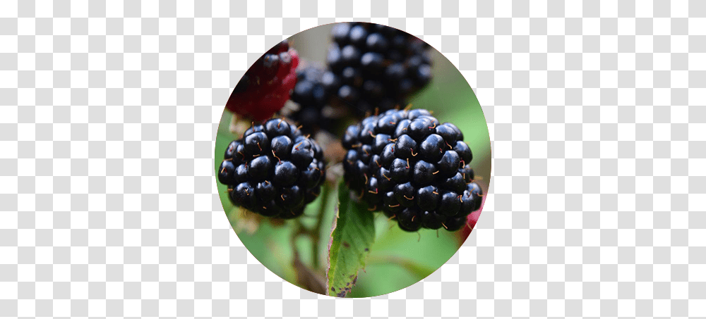 Full Size Image Blackberry, Plant, Fruit, Food, Blueberry Transparent Png