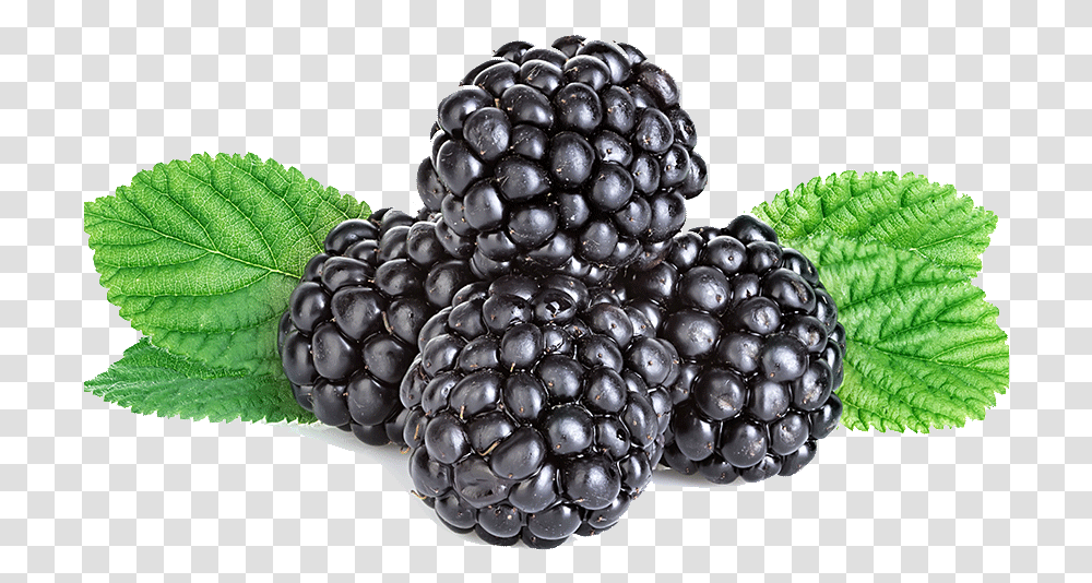 Full Size Image Blackberry, Plant, Fruit, Food, Grapes Transparent Png
