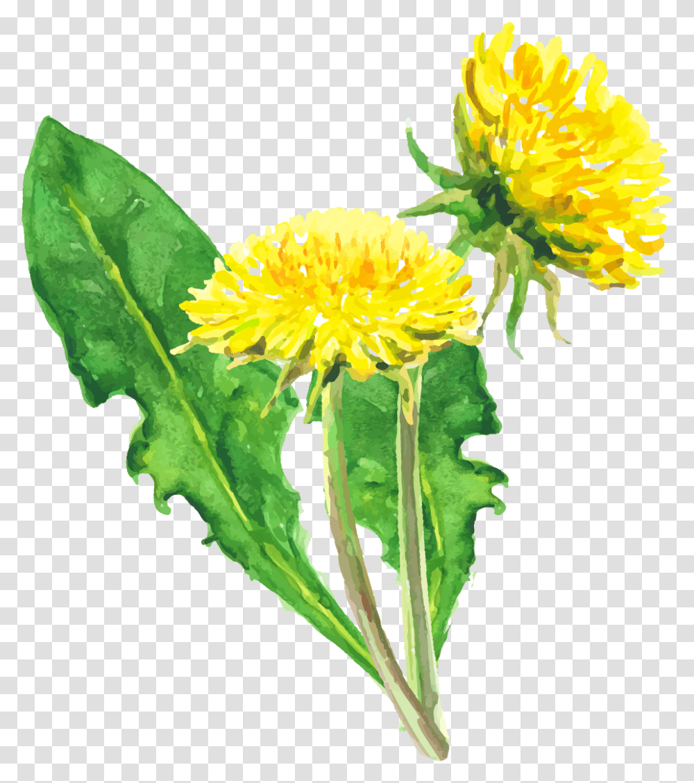 Full Size Image Dandelion, Plant, Flower, Blossom, Pollen Transparent Png