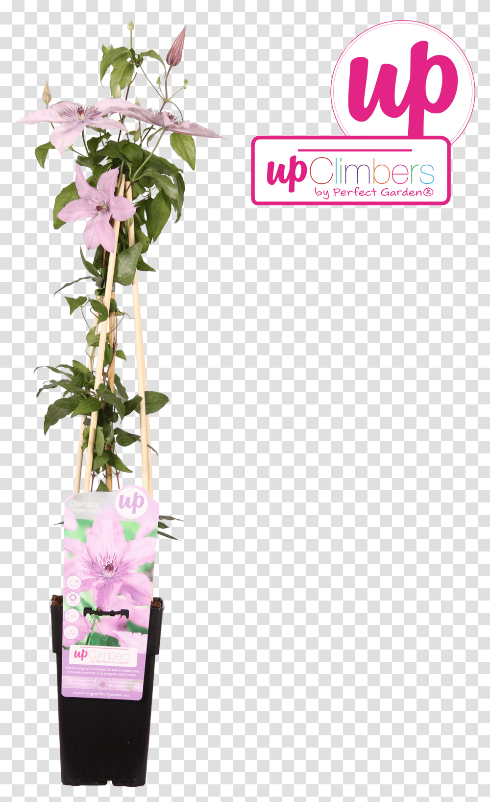 Full Size Image Dendrobium, Plant, Flower, Ikebana, Art Transparent Png