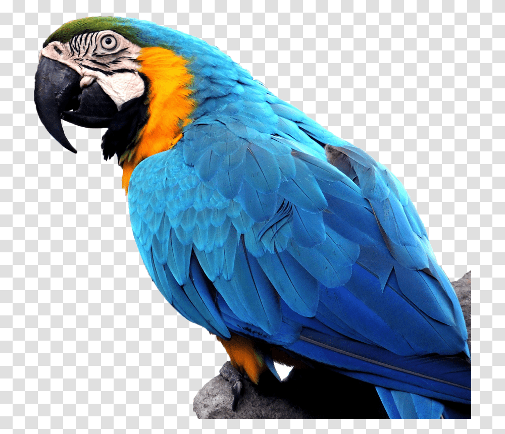 Full Size Image Exotic Birds, Animal, Macaw, Parrot Transparent Png