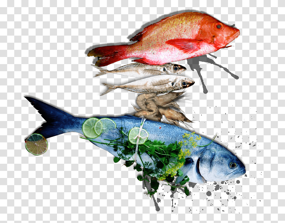 Full Size Image Fish, Animal, Aquatic, Water, Coho Transparent Png