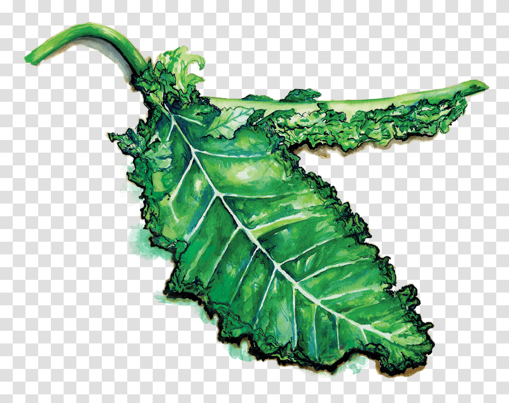 Full Size Image Kale, Leaf, Plant, Green, Tree Transparent Png