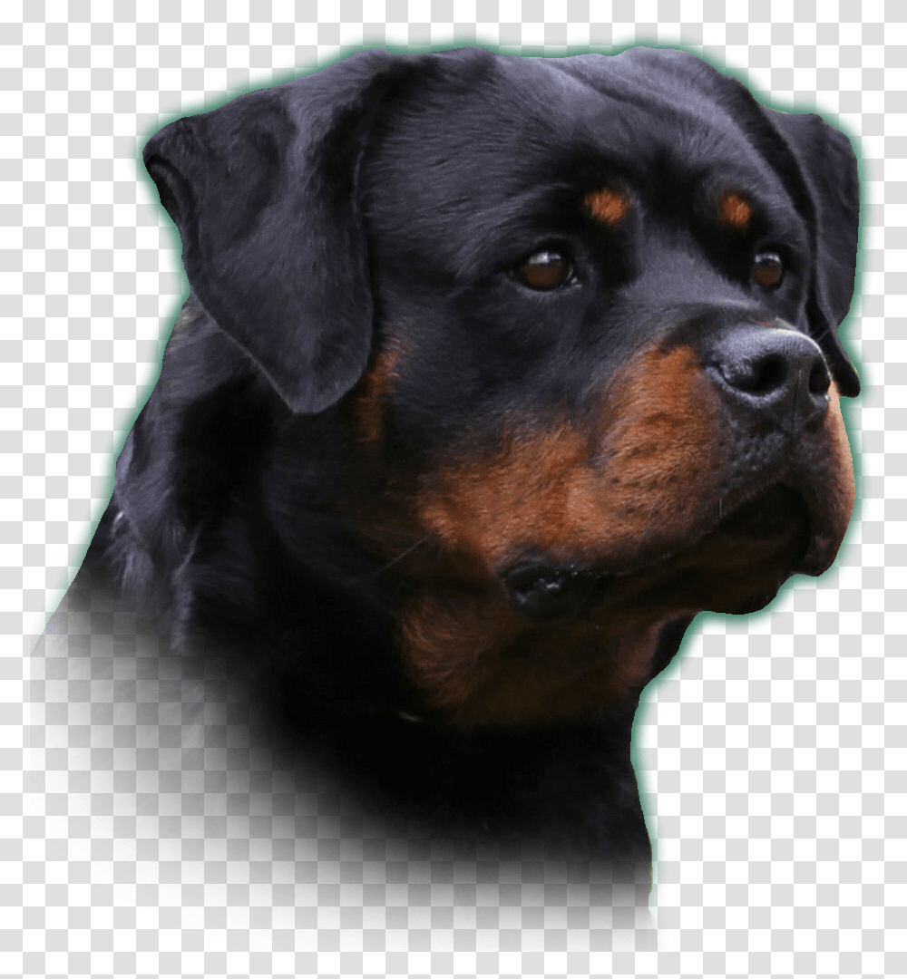 Full Size Image Rottweiler, Dog, Pet, Canine, Animal Transparent Png