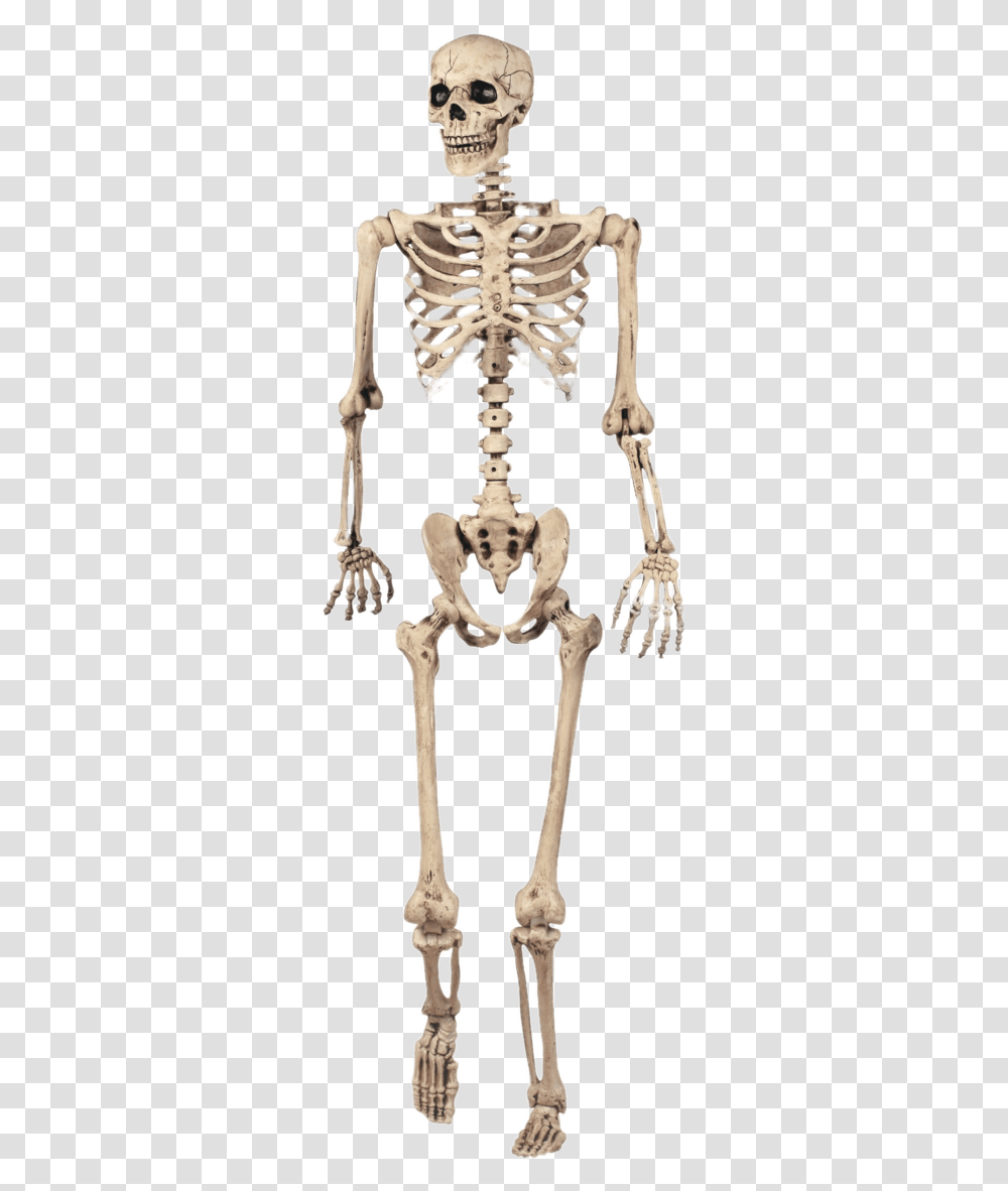 Full Skeleton Model Grade 5 Skeletal System, Cross Transparent Png