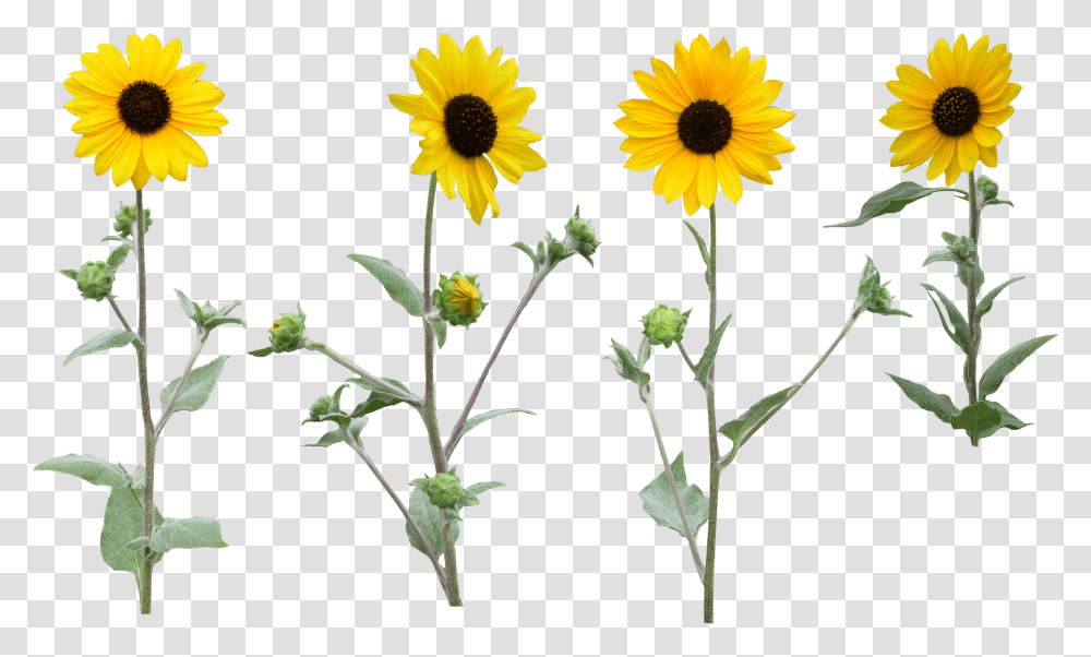 Full Sunflower Background, Plant, Blossom, Daisy, Daisies Transparent Png