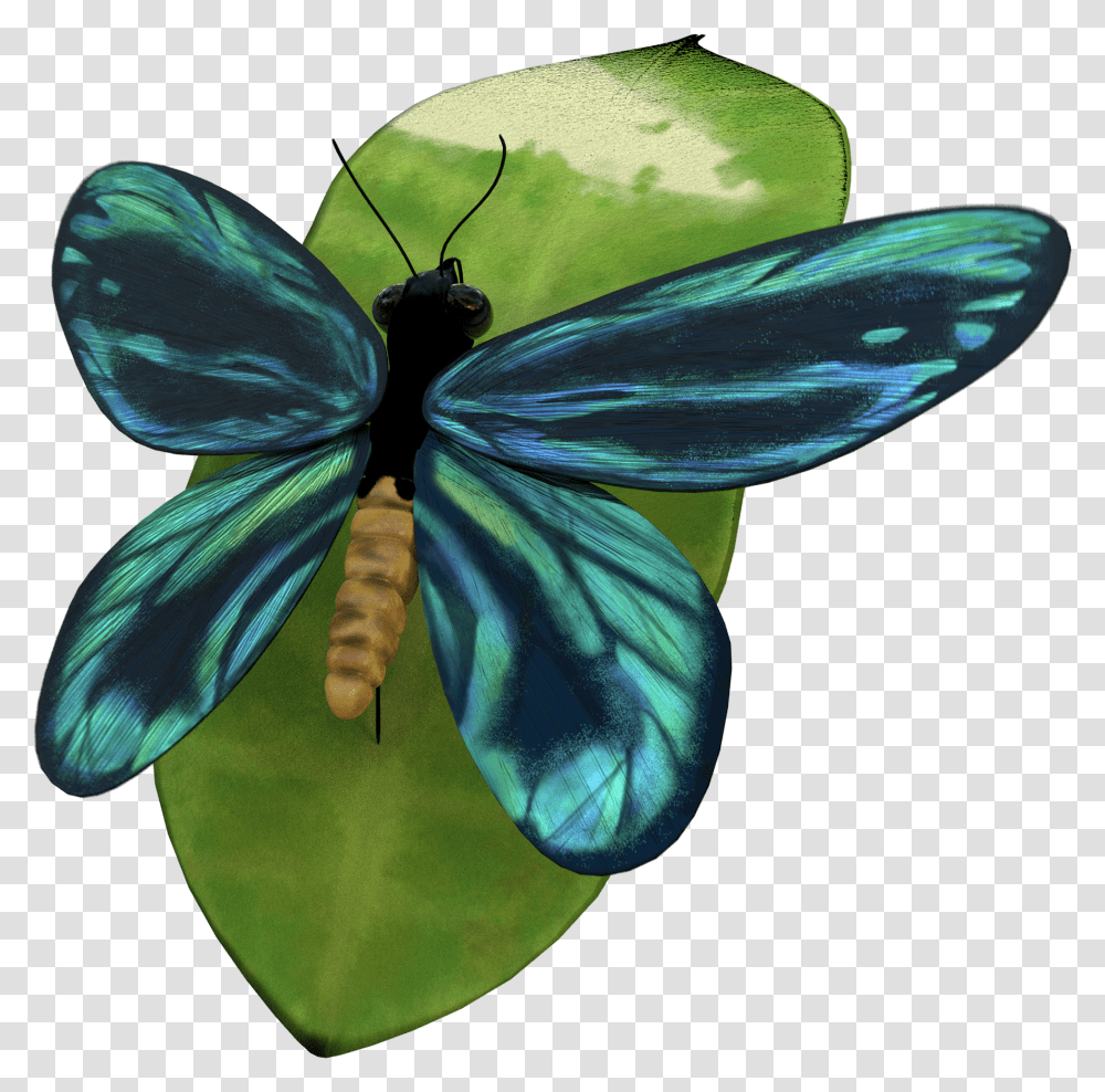 Full Wings Lycaenid, Insect, Invertebrate, Animal, Butterfly Transparent Png