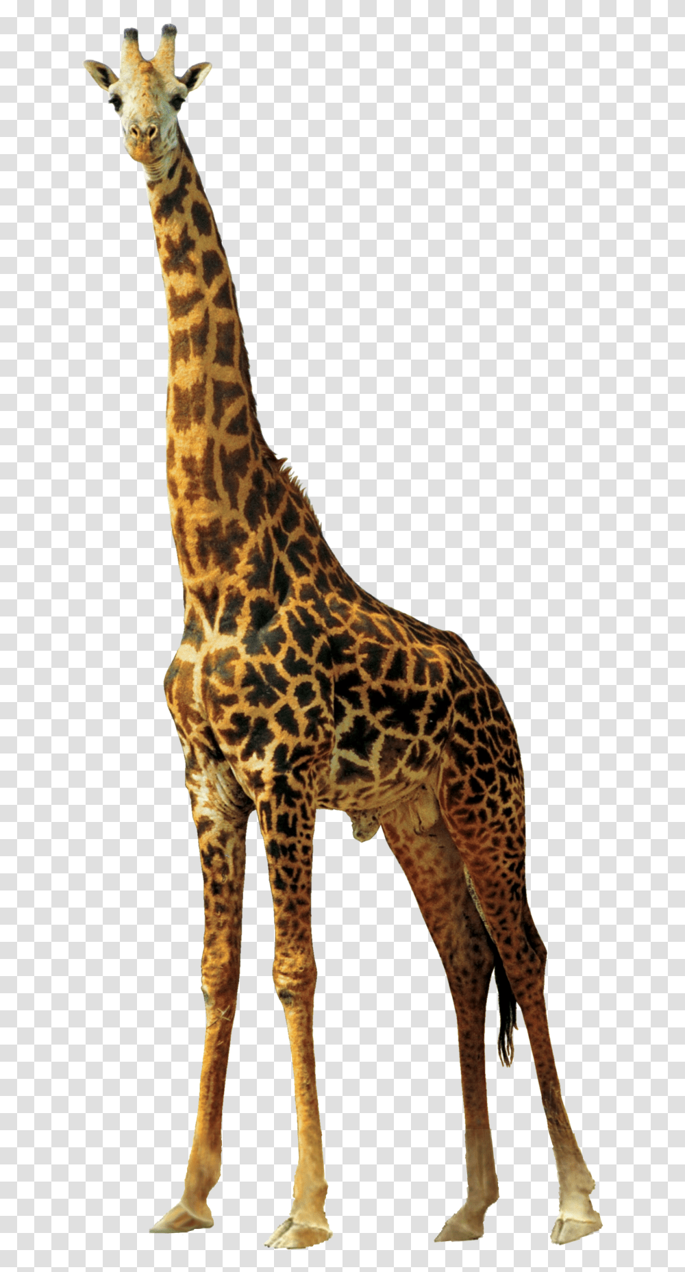 Fullscreen, Giraffe, Wildlife, Mammal, Animal Transparent Png