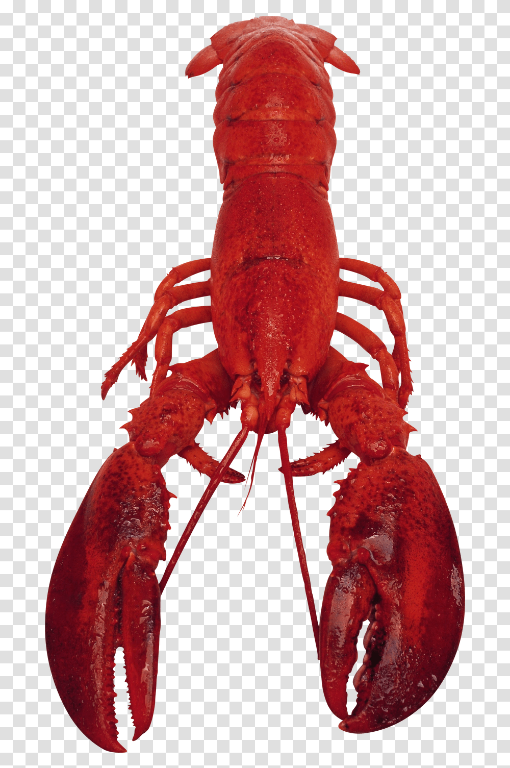Fullscreen, Lobster, Seafood, Sea Life, Animal Transparent Png