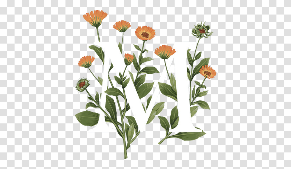 Fullscreen, Plant, Flower, Blossom, Daisy Transparent Png