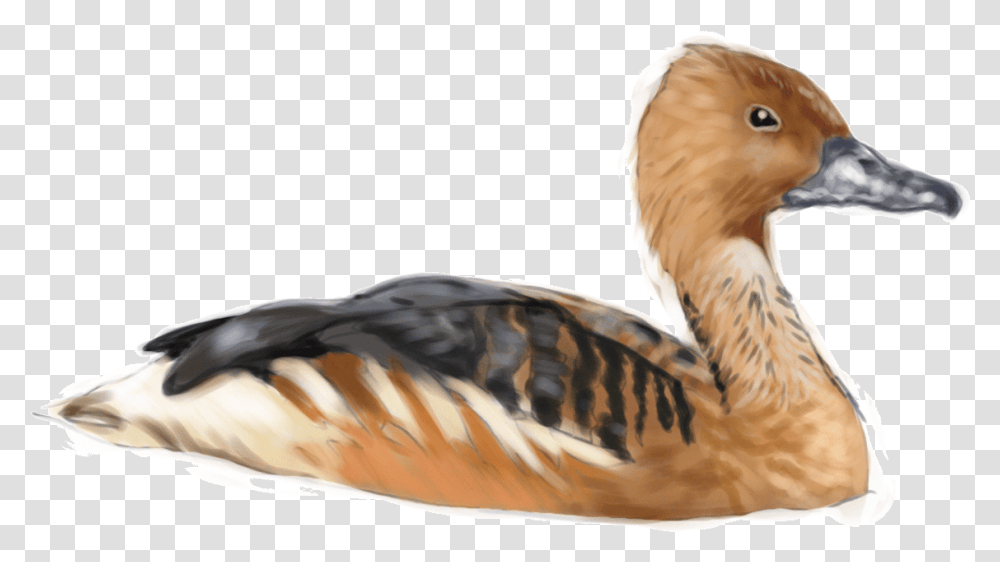 Fulvous Whistling Duck, Bird, Animal, Waterfowl, Pelican Transparent Png