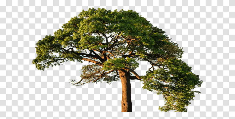 Fun Facts About Plants, Tree, Tree Trunk, Conifer, Potted Plant Transparent Png